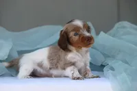 Jett, a male Miniature Dachshund for sale in Canton, TX – 7 of 10