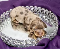Ajax, a male Miniature Dachshund for sale in Canton, TX – 2 of 5