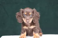 Triumph , a female Miniature Dachshund for sale in Canton, TX – 5 of 8