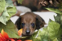 Sindy , a female Miniature Dachshund for sale in Canton, TX – 3 of 7