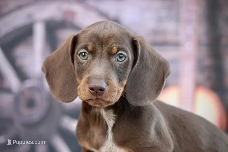 Leather – Miniature Dachshund puppy for sale in Canton, TX