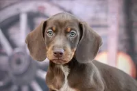 Leather, a male Miniature Dachshund for sale in Canton, TX – 1 of 5