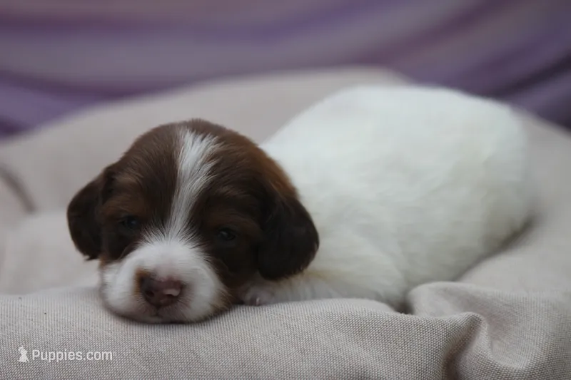 Jorey  – Miniature Dachshund puppy for sale in Canton, TX