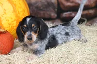 Gibson, a male Miniature Dachshund for sale in Canton, TX – 2 of 5