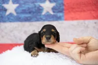 Nova, a female Miniature Dachshund for sale in Canton, TX – 9 of 10