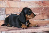 Nelani, a female Miniature Dachshund for sale in Canton, TX – 4 of 4