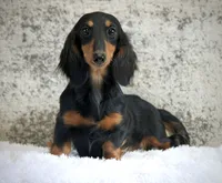 Raff, a female Miniature Dachshund for sale in Canton, TX – 5 of 5