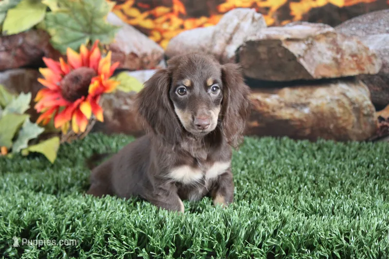 Tesla – Miniature Dachshund puppy for sale in Canton, TX