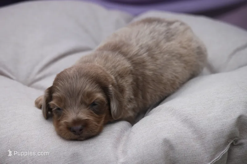 Jonas – Miniature Dachshund puppy for sale in Canton, TX
