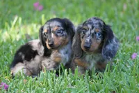 Zoom, a male Miniature Dachshund for sale in Canton, TX – 2 of 8