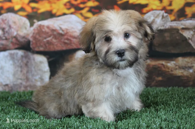 Dave  – Havanese puppy for sale in Canton, TX