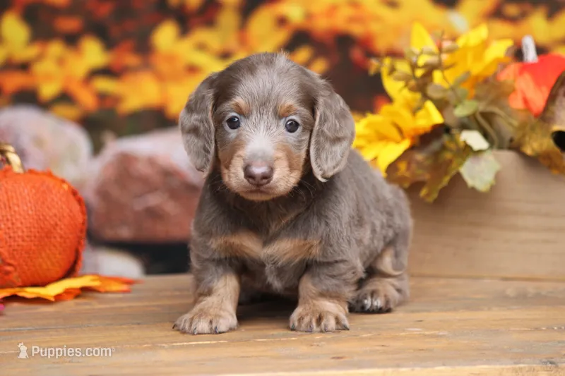 Lorenzo  – Miniature Dachshund puppy for sale in Canton, TX