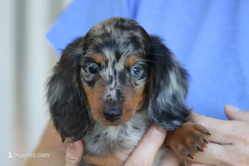 Zoom – Miniature Dachshund puppy for sale in Canton, TX