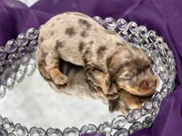 Ajax, a male Miniature Dachshund for sale in Canton, TX – 4 of 5