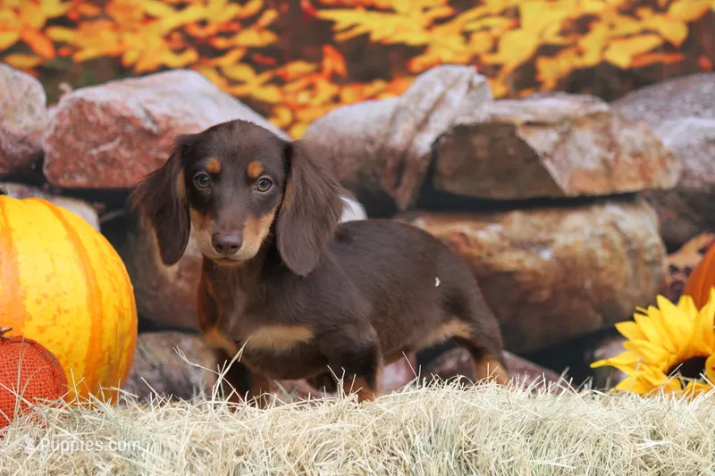Triumph  – Miniature Dachshund puppy for sale in Canton, TX
