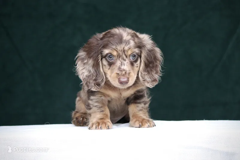 Torque – Miniature Dachshund puppy for sale in Canton, TX