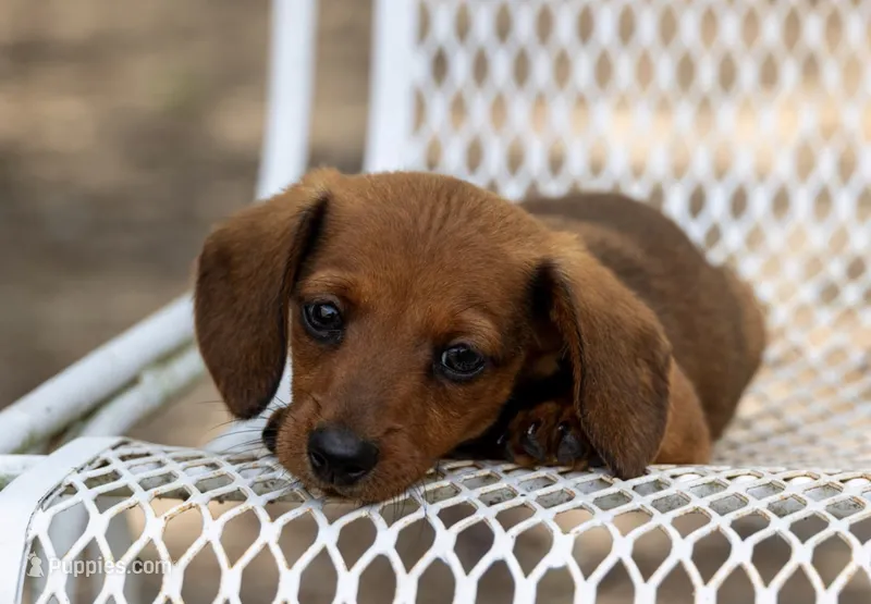 Gus – Miniature Dachshund puppy for sale in Canton, TX