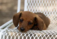 Gus, a male Miniature Dachshund for sale in Canton, TX – 1 of 7