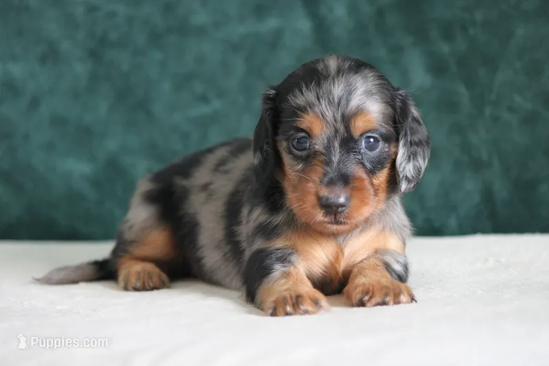 Echo – Miniature Dachshund puppy for sale in Canton, TX