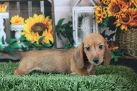 Malachi wire hair, a male Miniature Dachshund for sale in Canton, TX – 2 of 10