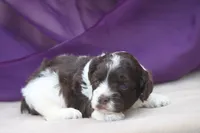 Hula, a female Cockapoo for sale in Canton, TX – 4 of 6