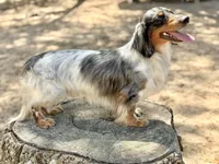 Sindy , a female Miniature Dachshund for sale in Canton, TX – 7 of 7