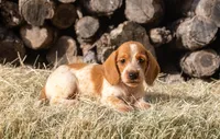 Moses wire hair, a male Miniature Dachshund for sale in Canton, TX – 6 of 10