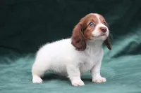 Jorey , a female Miniature Dachshund for sale in Canton, TX – 2 of 9