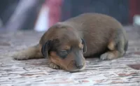 Nile, a male Miniature Dachshund for sale in Canton, TX – 2 of 5