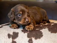 Triumph , a female Miniature Dachshund for sale in Canton, TX – 5 of 5