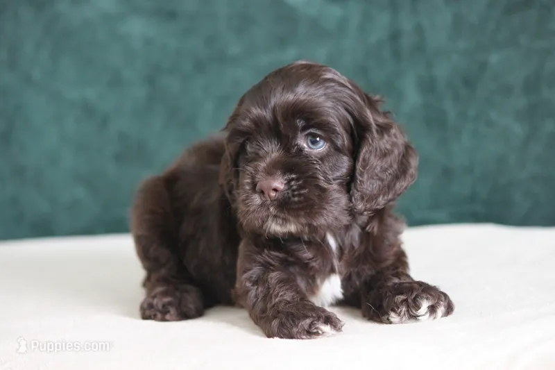 Chip – Cocker Spaniel puppy for sale in Canton, TX
