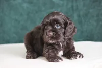 Chip, a male Cocker Spaniel for sale in Canton, TX – 1 of 2