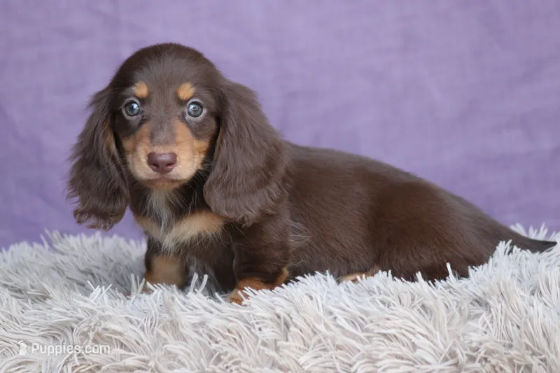 Brandy – Miniature Dachshund puppy for sale in Canton, TX