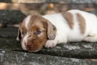 Turbo, a male Miniature Dachshund for sale in Canton, TX – 3 of 5
