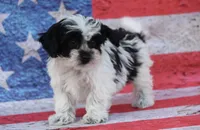 Brady, a male Poodle - Toy  and Havapoo for sale in Canton, TX – 3 of 4