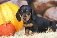 Gander, a male Miniature Dachshund for sale in Canton, TX – 3 of 4