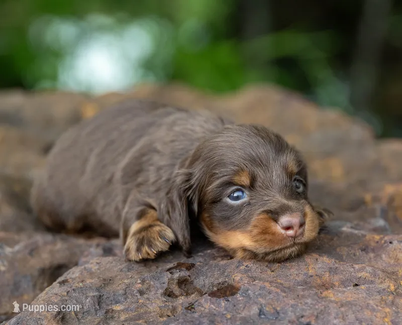 Tru – Miniature Dachshund puppy for sale in Canton, TX