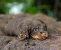 Tru, a male Miniature Dachshund for sale in Canton, TX – 1 of 3
