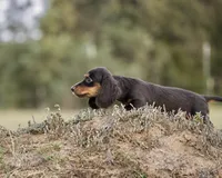 Tandy, a female Miniature Dachshund for sale in Canton, TX – 3 of 4