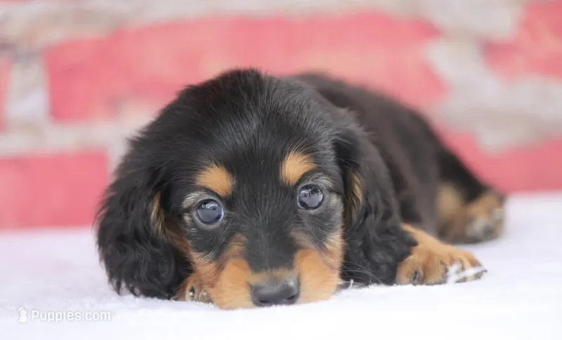 Nova – Miniature Dachshund puppy for sale in Canton, TX