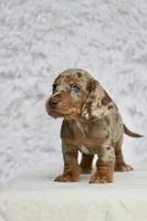 Tequila , a male Miniature Dachshund for sale in Canton, TX – 6 of 10