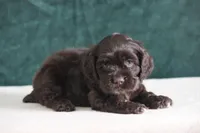 Chip, a male Cocker Spaniel for sale in Canton, TX – 2 of 2