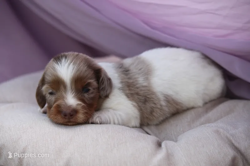 Jett – Miniature Dachshund puppy for sale in Canton, TX