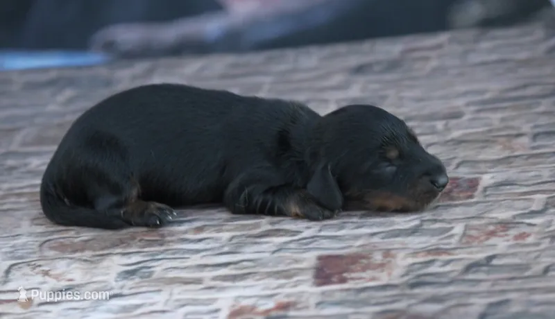 Nilo – Miniature Dachshund puppy for sale in Canton, TX