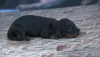 Nilo, a female Miniature Dachshund for sale in Canton, TX – 1 of 5