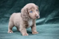 Journee, a female Miniature Dachshund for sale in Canton, TX – 3 of 8