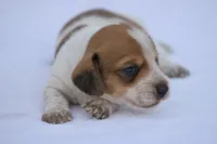 Moses wire hair, a male Miniature Dachshund for sale in Canton, TX – 8 of 9