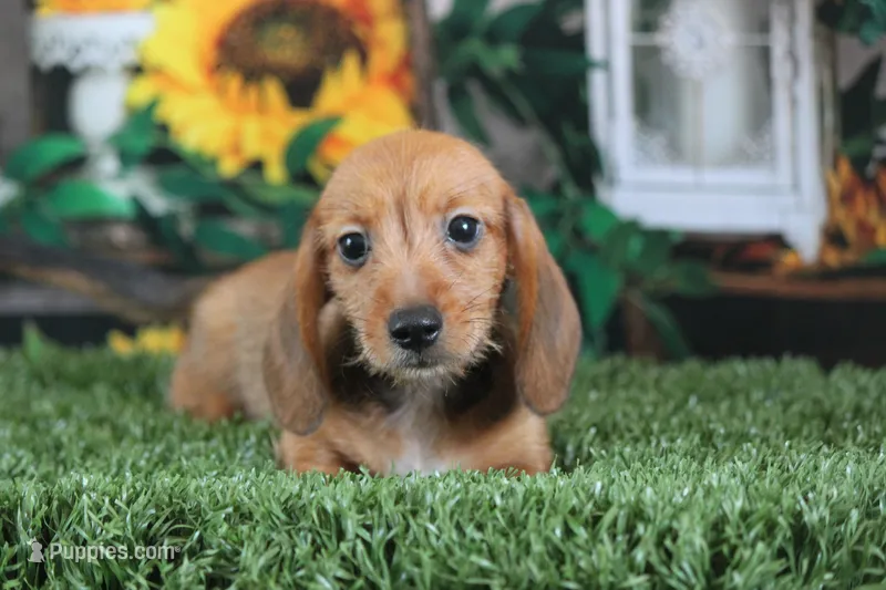 Malachi wire hair – Miniature Dachshund puppy for sale in Canton, TX
