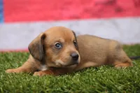 Malachi wire hair, a male Miniature Dachshund for sale in Canton, TX – 5 of 10