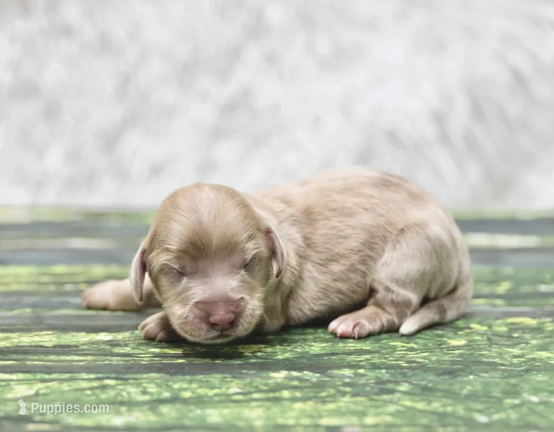 Journee – Miniature Dachshund puppy for sale in Canton, TX